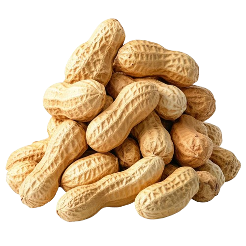 Fresh Peanuts